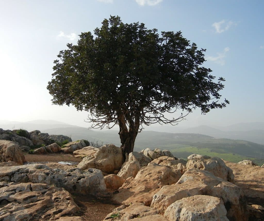 הנגב